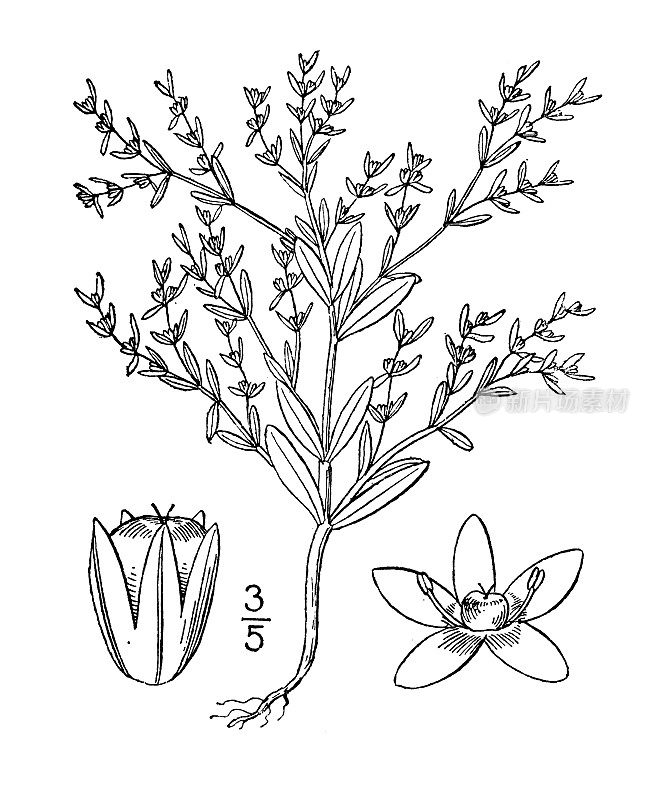 古植物学植物插图:Anychia dichotoma，有叉的繁缕